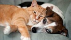 Saudi-Arabia-has-banned-sales-of-cats-and-dogs-calling-sale-as-Haram-230x130